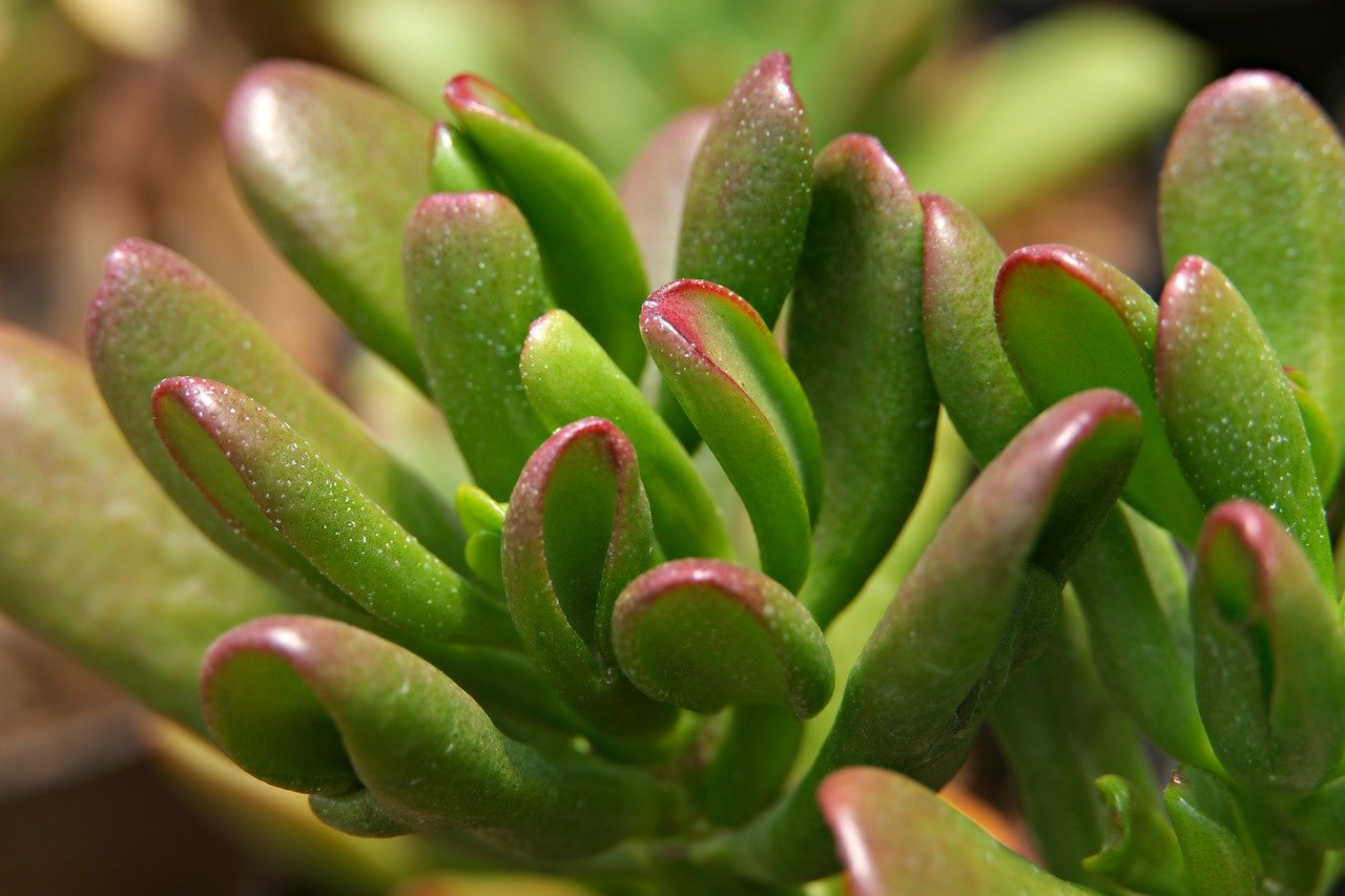 How to Plant and Grow a Succulent Garden